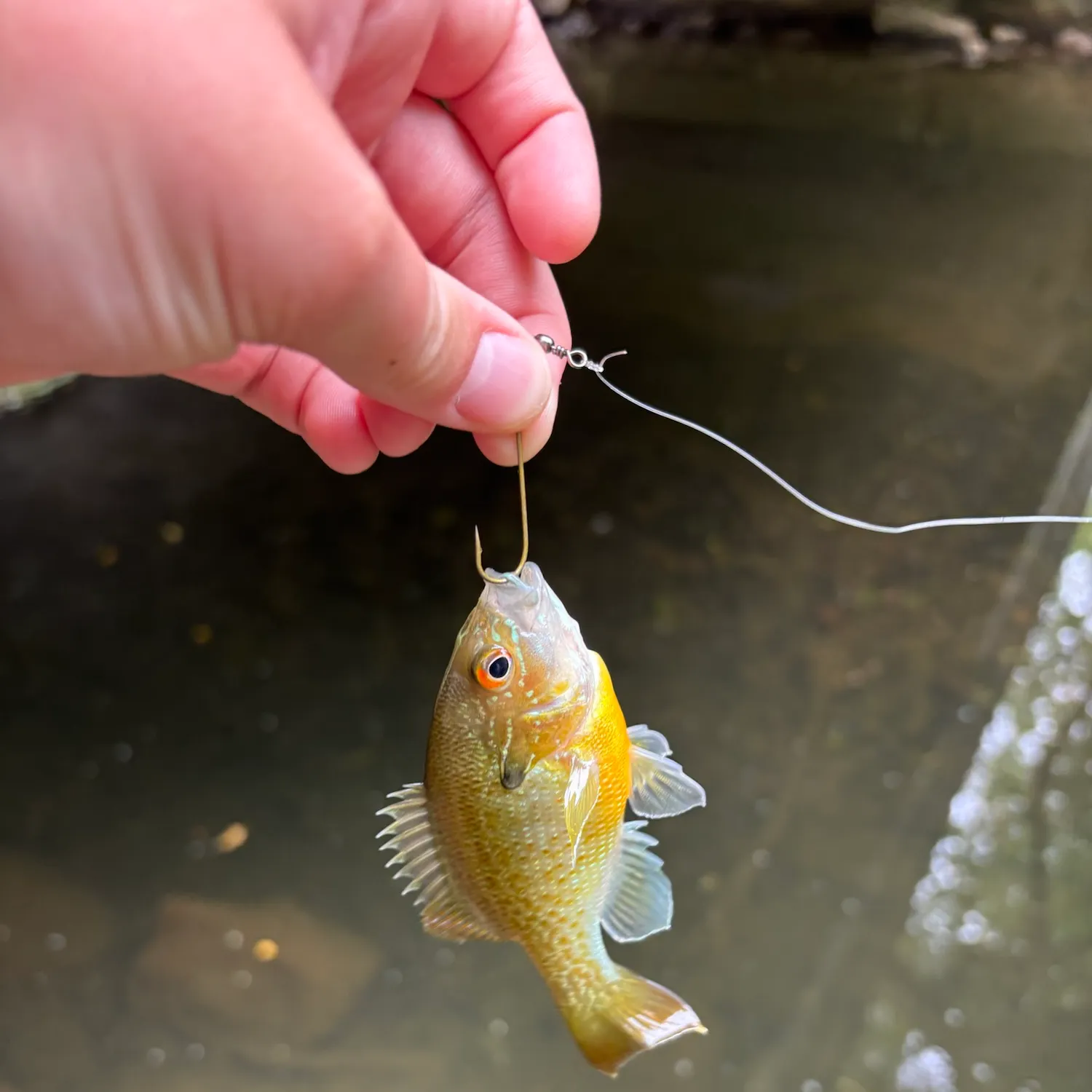 Redbreast sunfish caught on Fishbrain