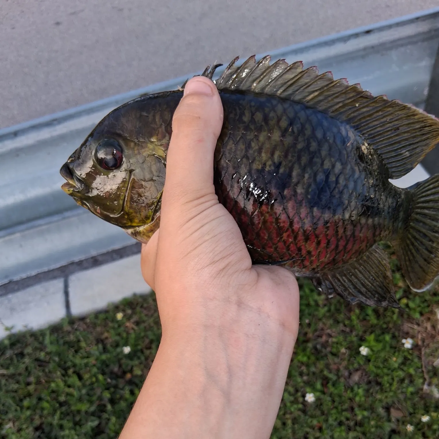 The most recent Spotted tilapia catches on Fishbrain