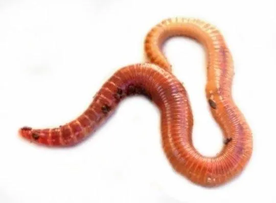 Worm