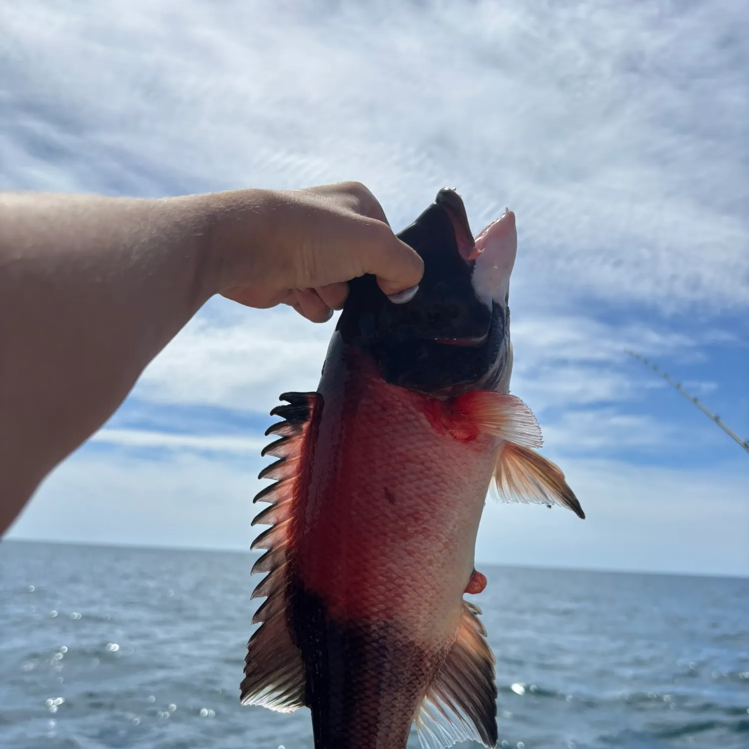 The most recent California sheephead catches on Fishbrain