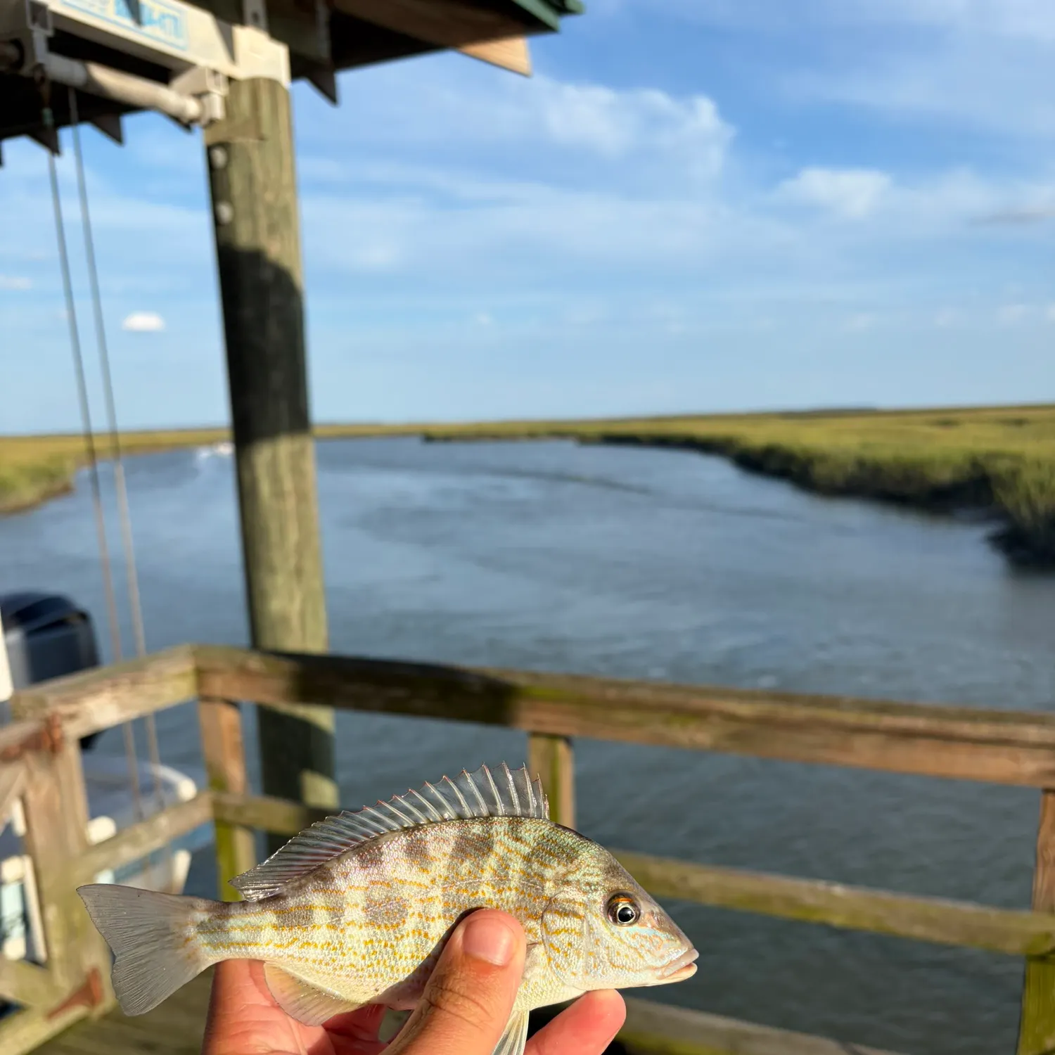 The most recent Pigfish catches on Fishbrain