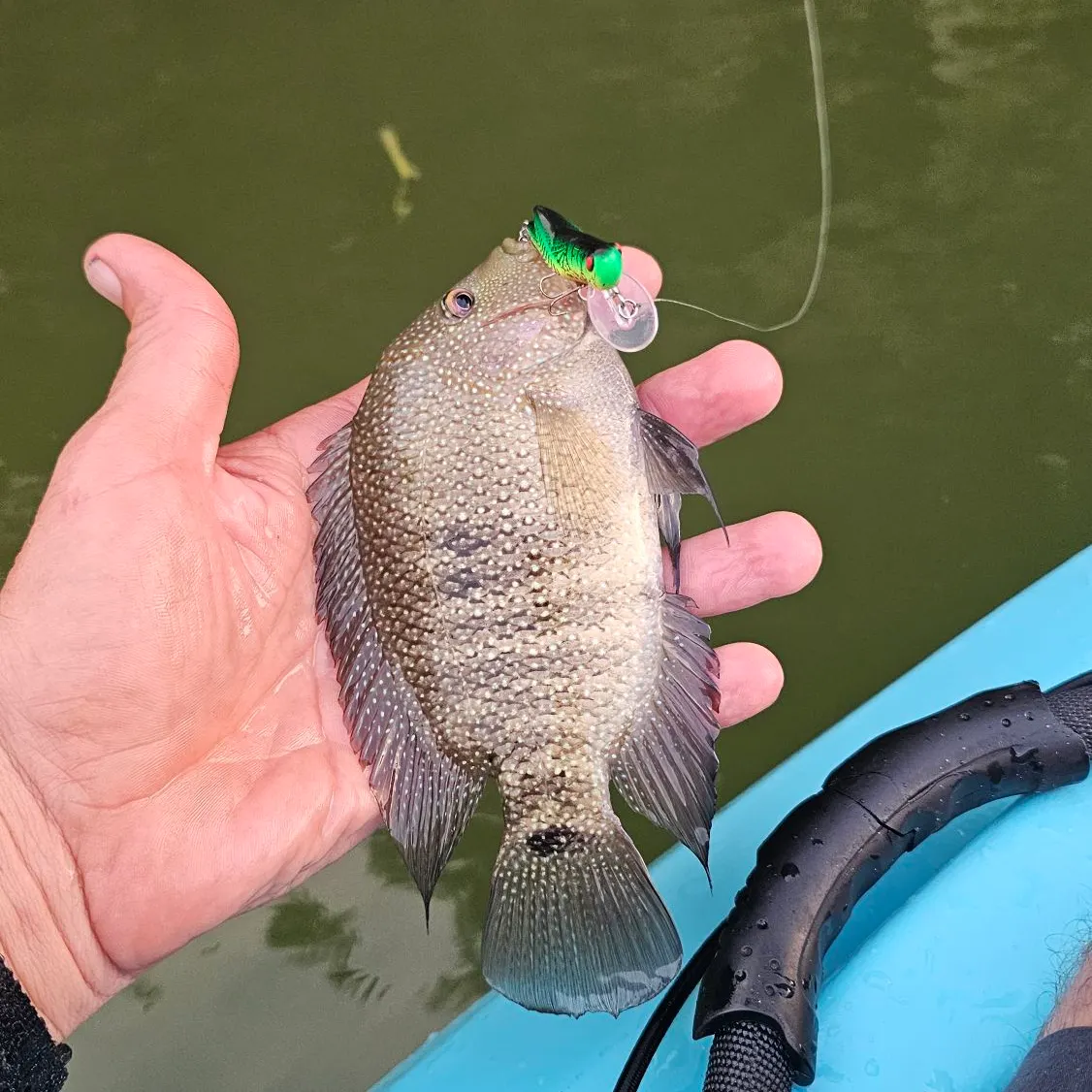 The most recent Rio Grande cichlid catches on Fishbrain