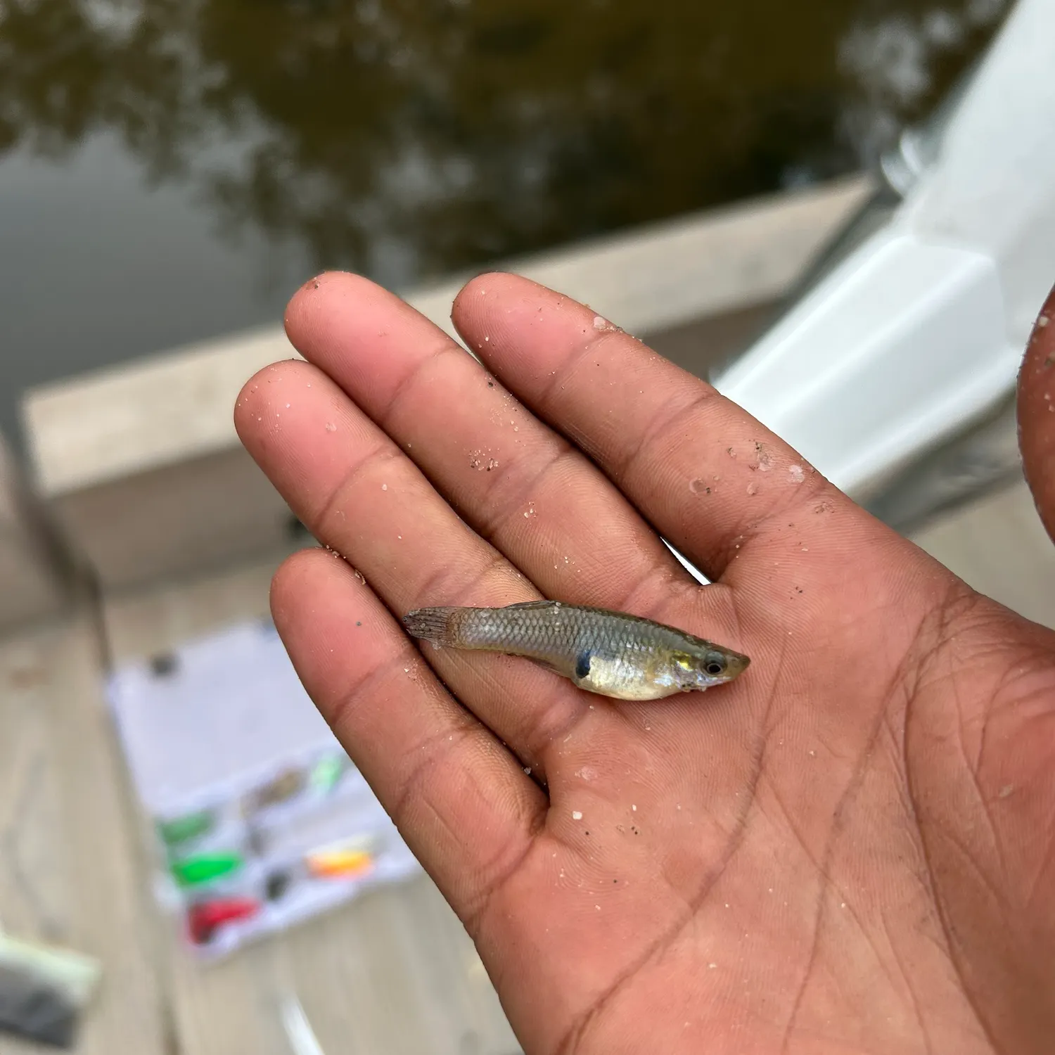 The most recent Eastern mosquitofish catches on Fishbrain