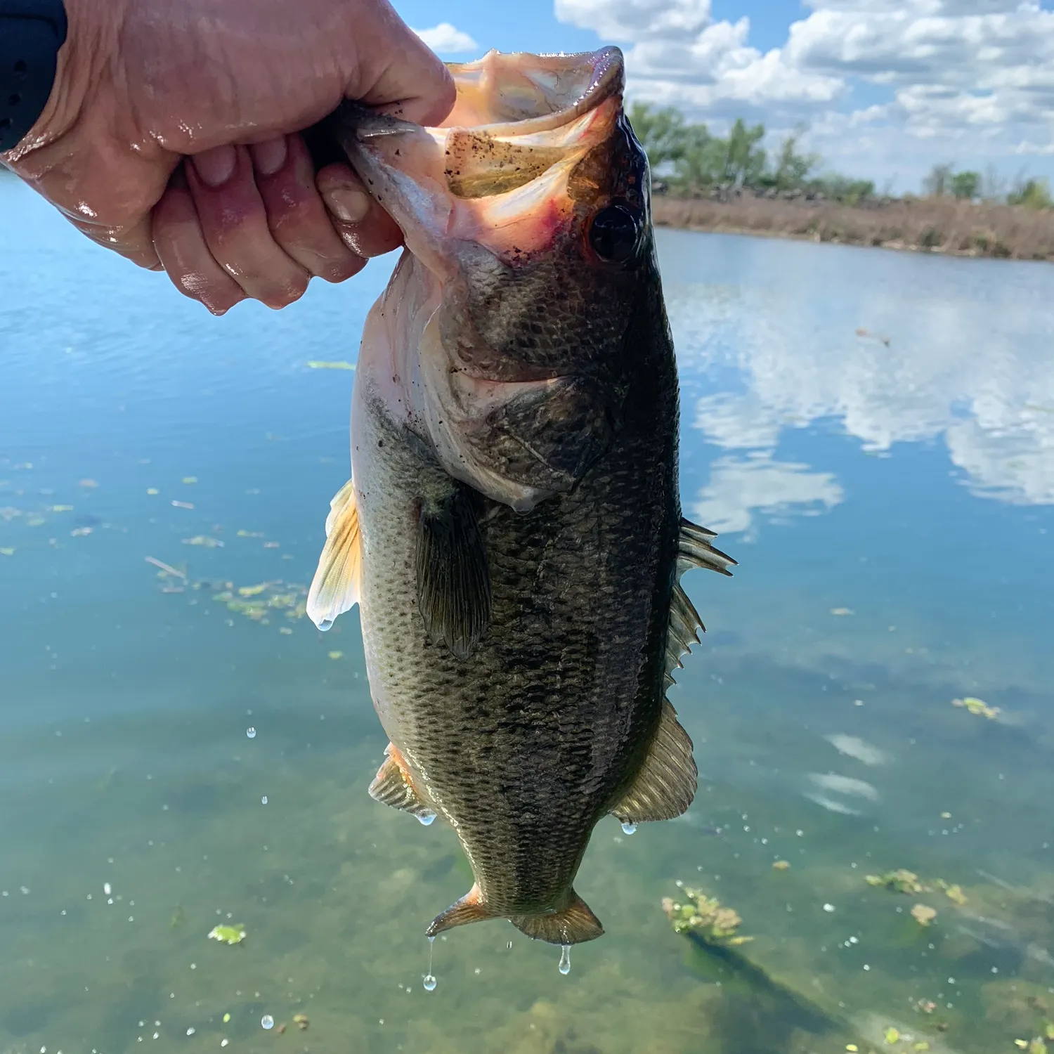 angler catch