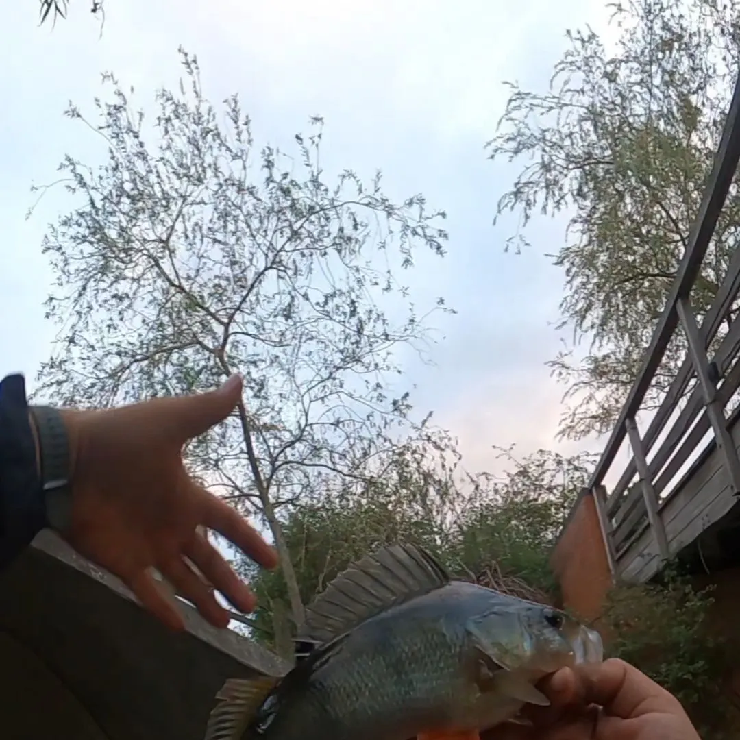 European perch caught on Fishbrain