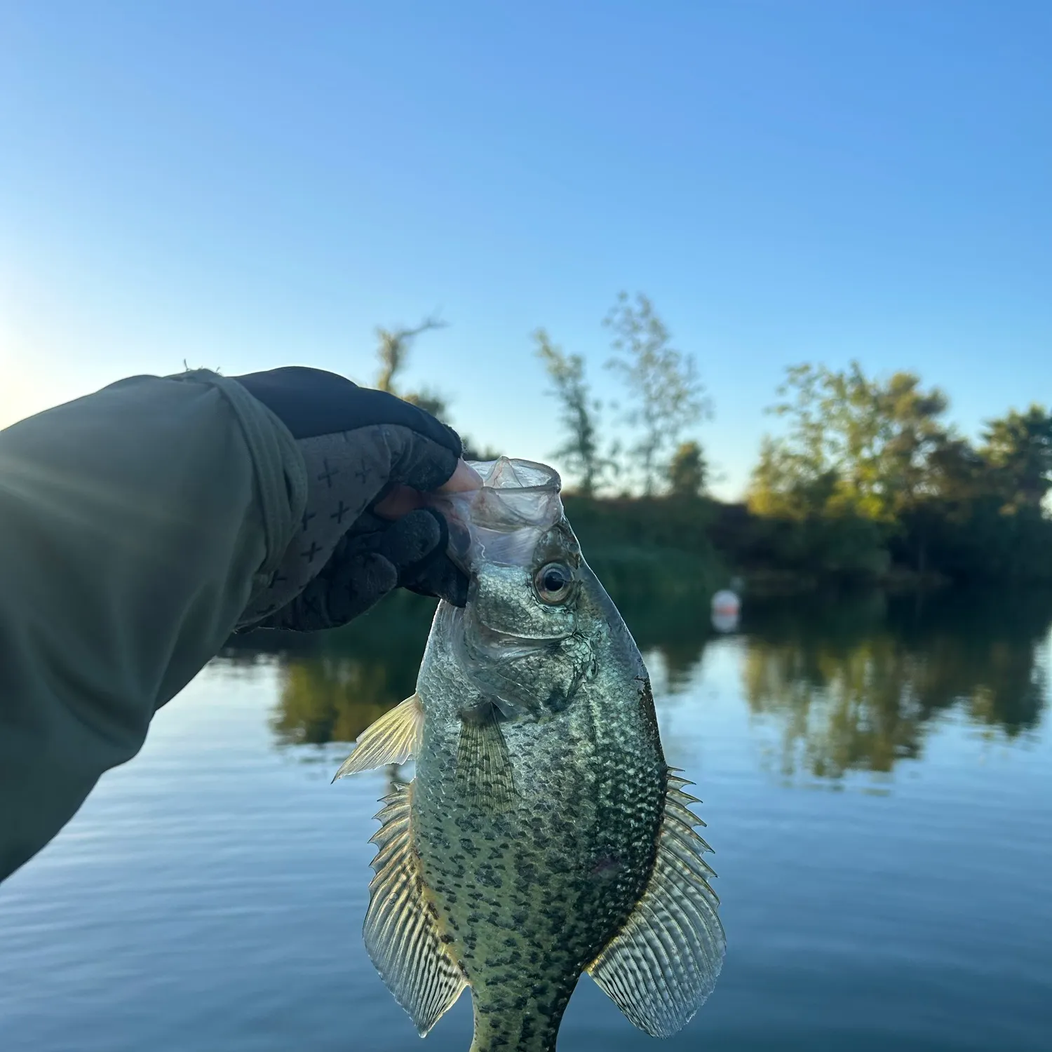 Black crappie caught on Fishbrain