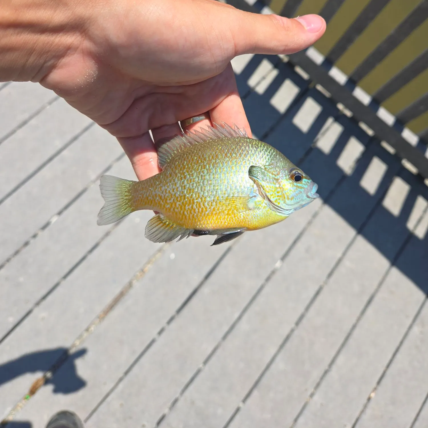 Longear sunfish caught on Fishbrain