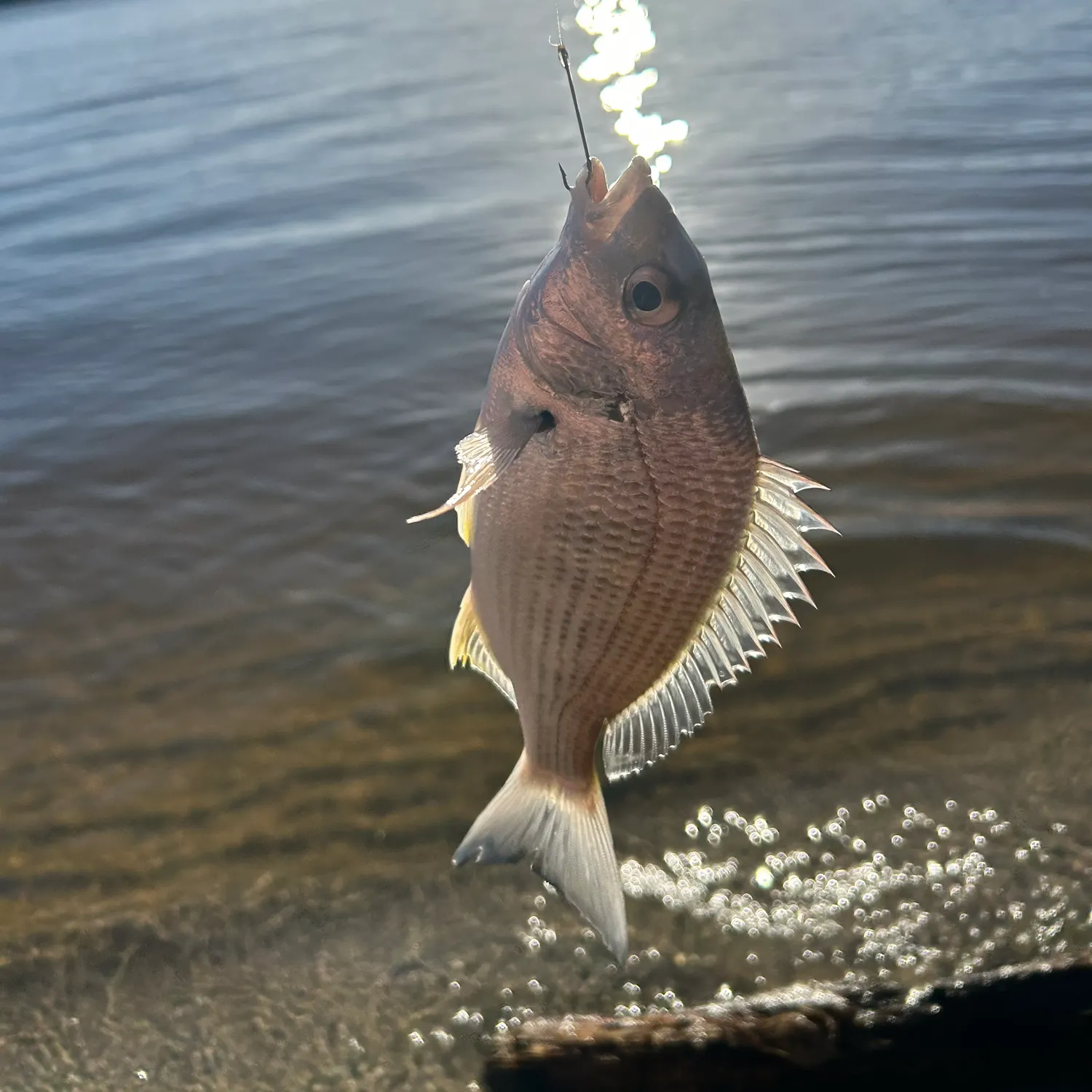 angler catch