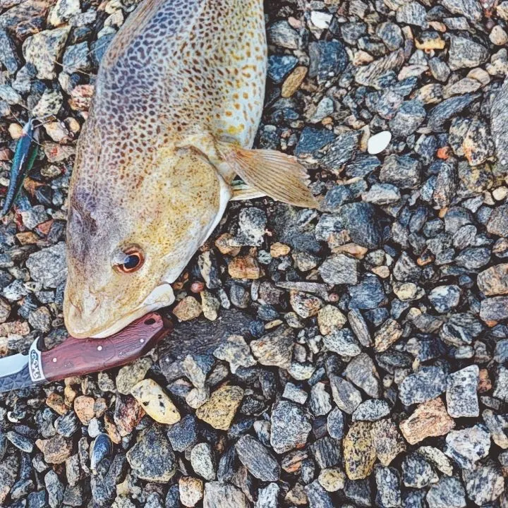 Atlantic cod caught on Fishbrain
