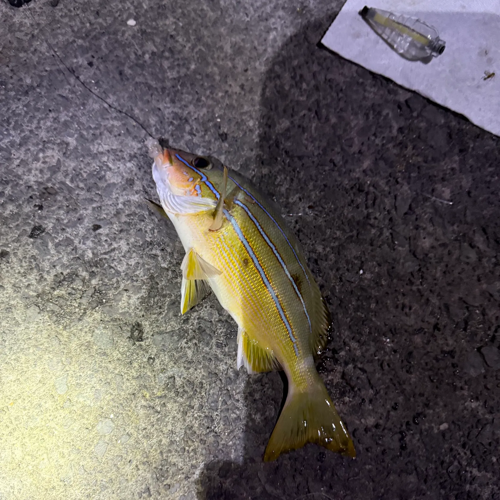Common bluestripe snapper caught on Fishbrain