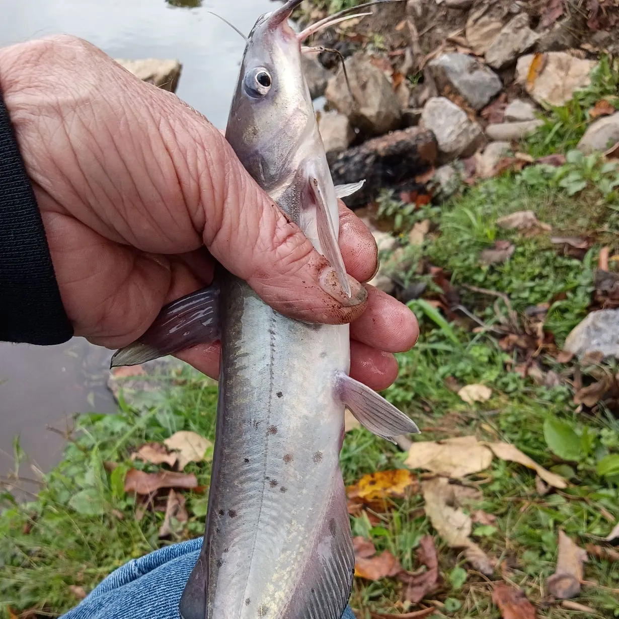 Channel catfish caught on Fishbrain
