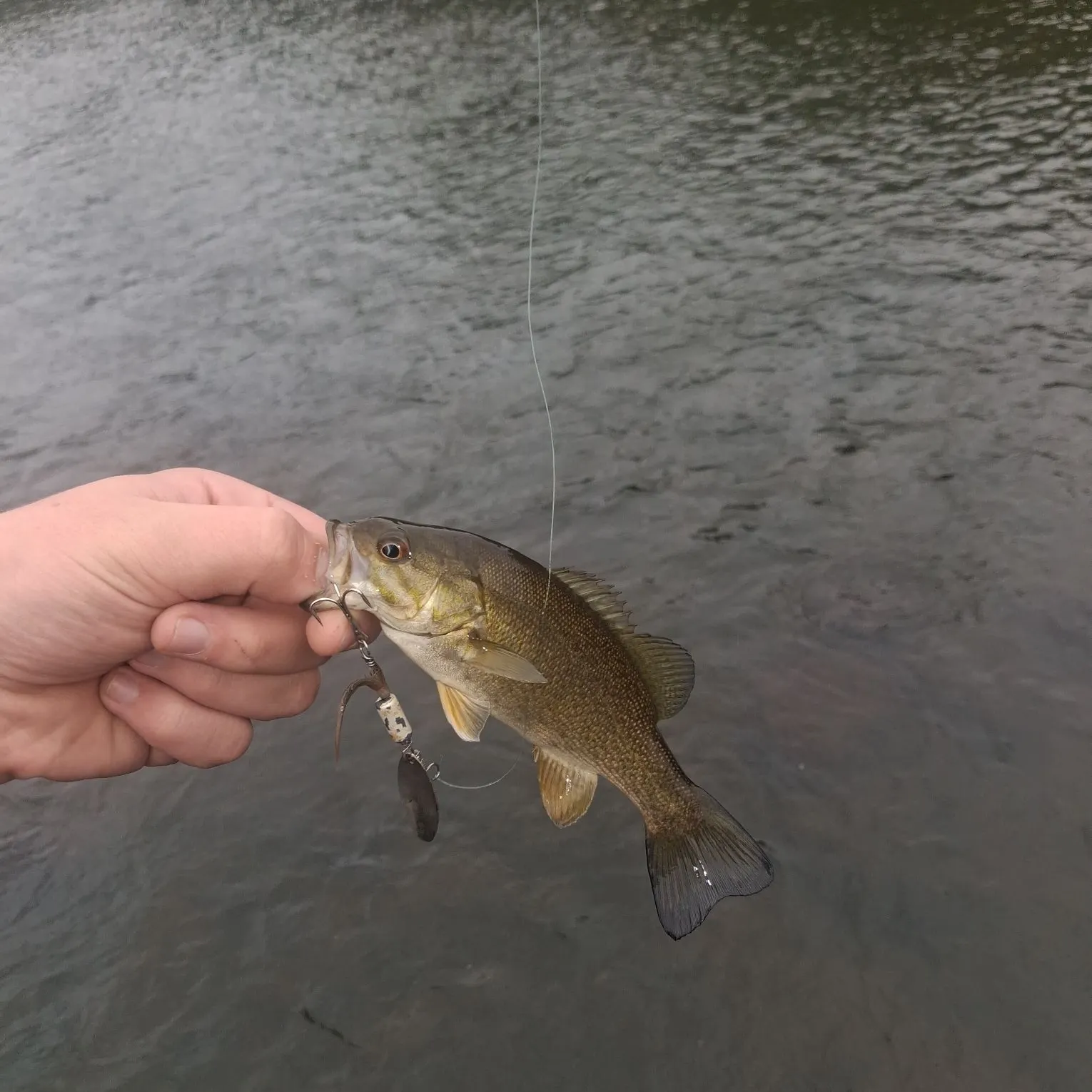 Smallmouth bass caught on Fishbrain