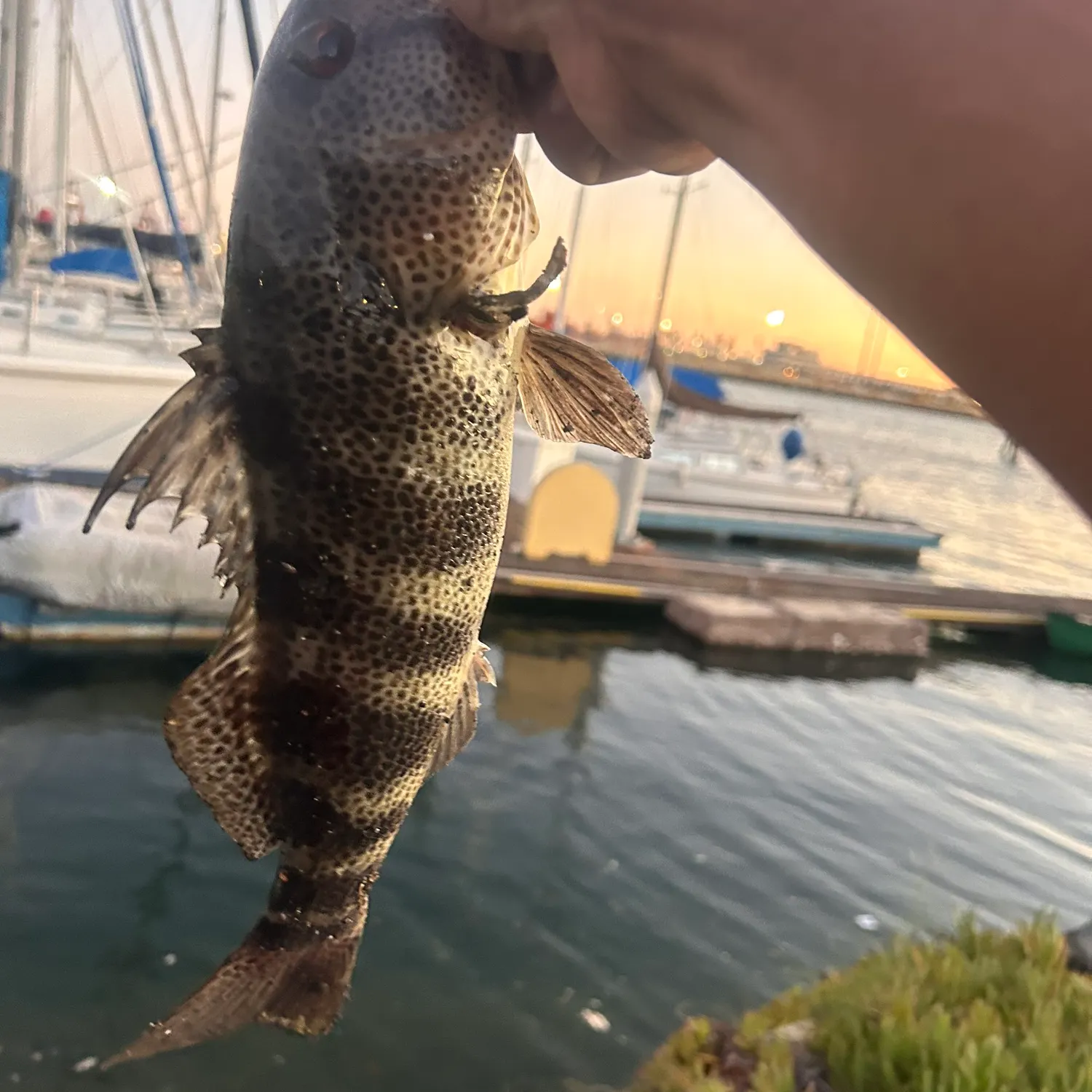 Spotted sand bass caught on Fishbrain