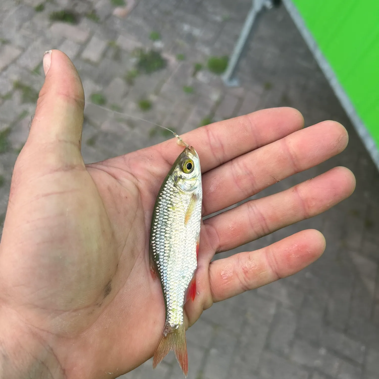 Common roach caught on Fishbrain