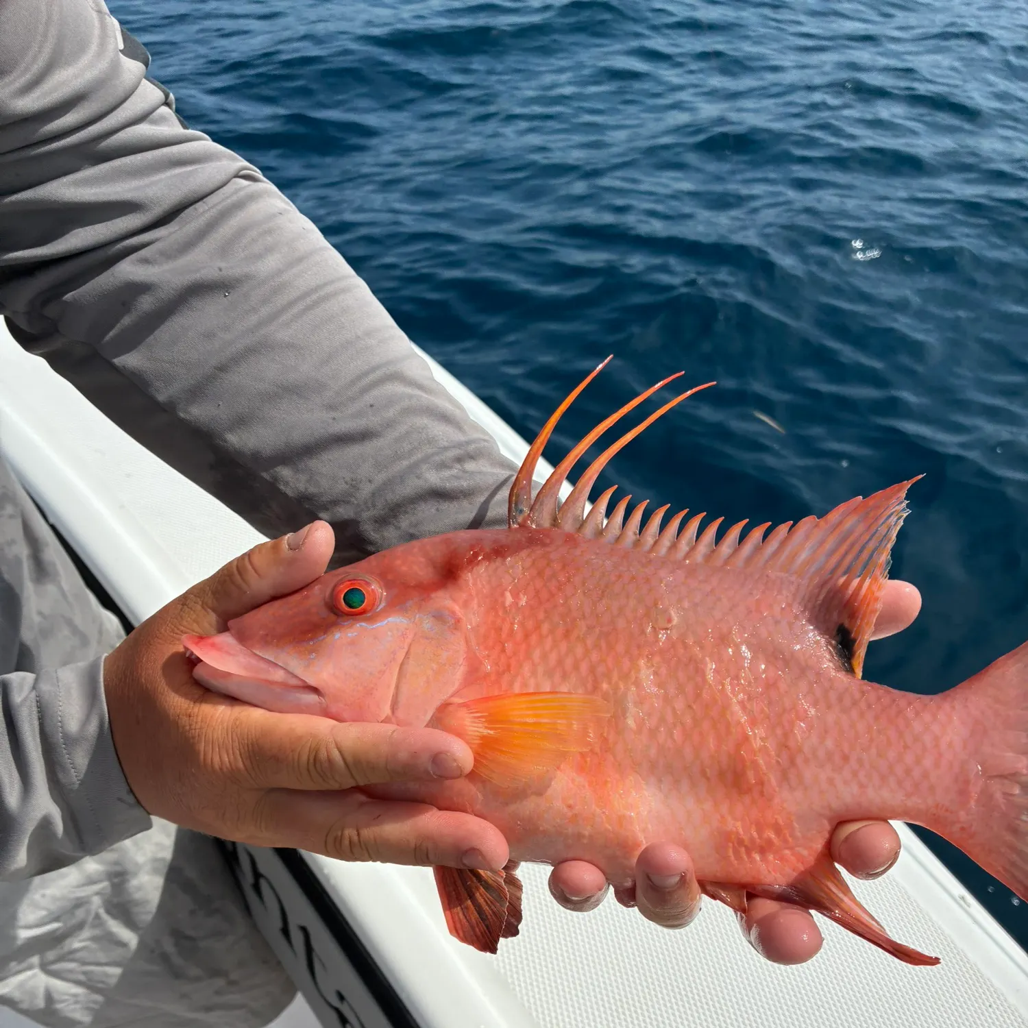 The most recent Hogfish catches on Fishbrain