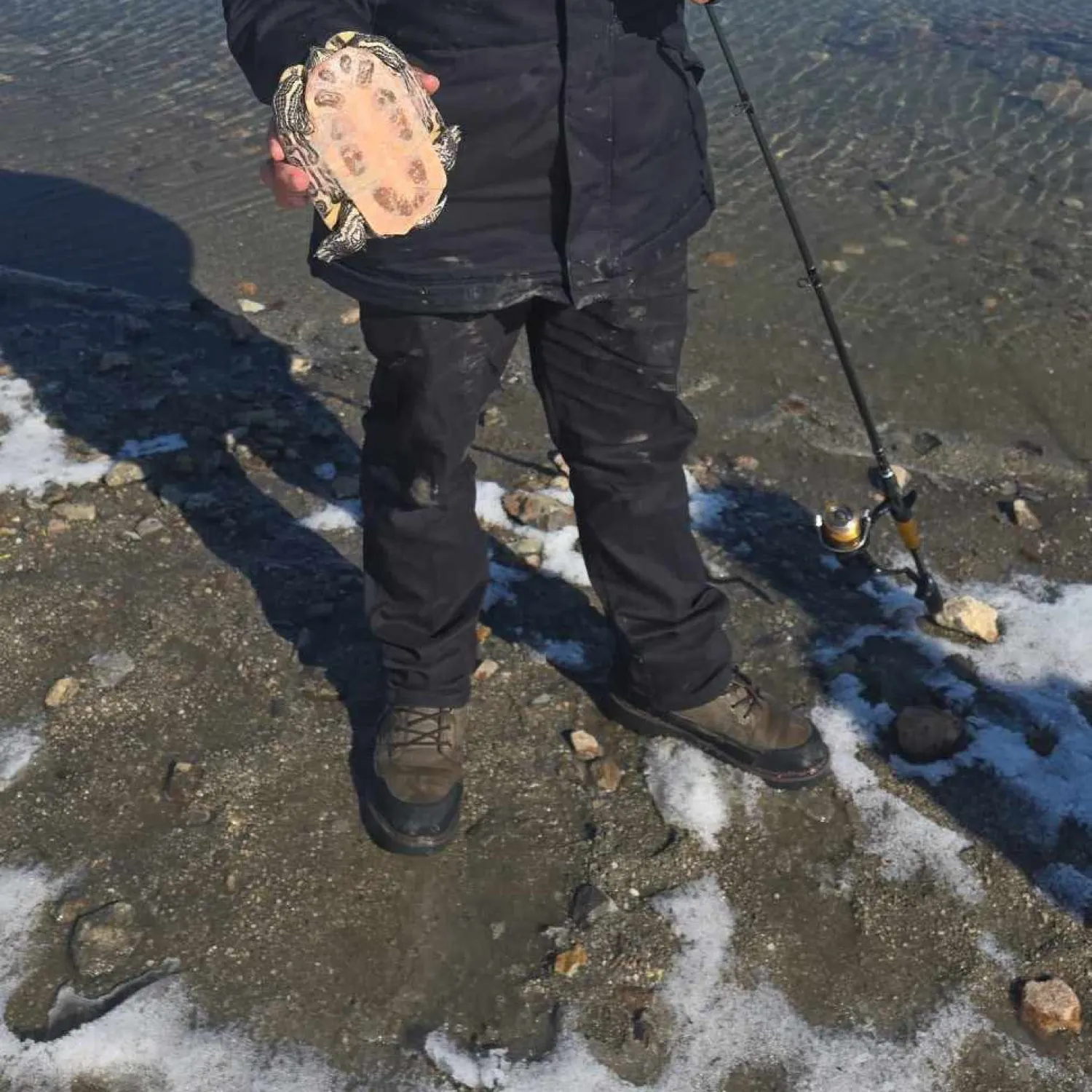 The most popular recent Australian swamp eel catch on Fishbrain