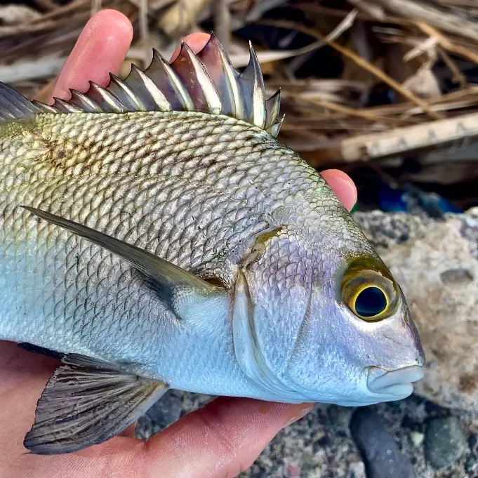 The most recent Black margate catches on Fishbrain