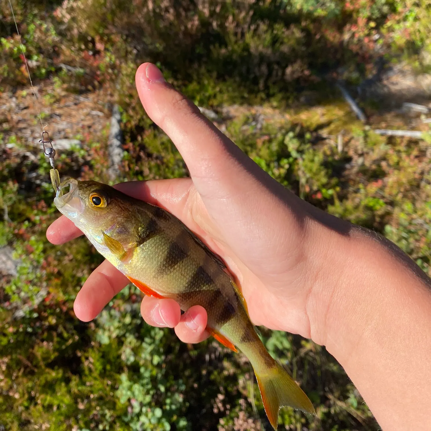 European perch caught on Fishbrain