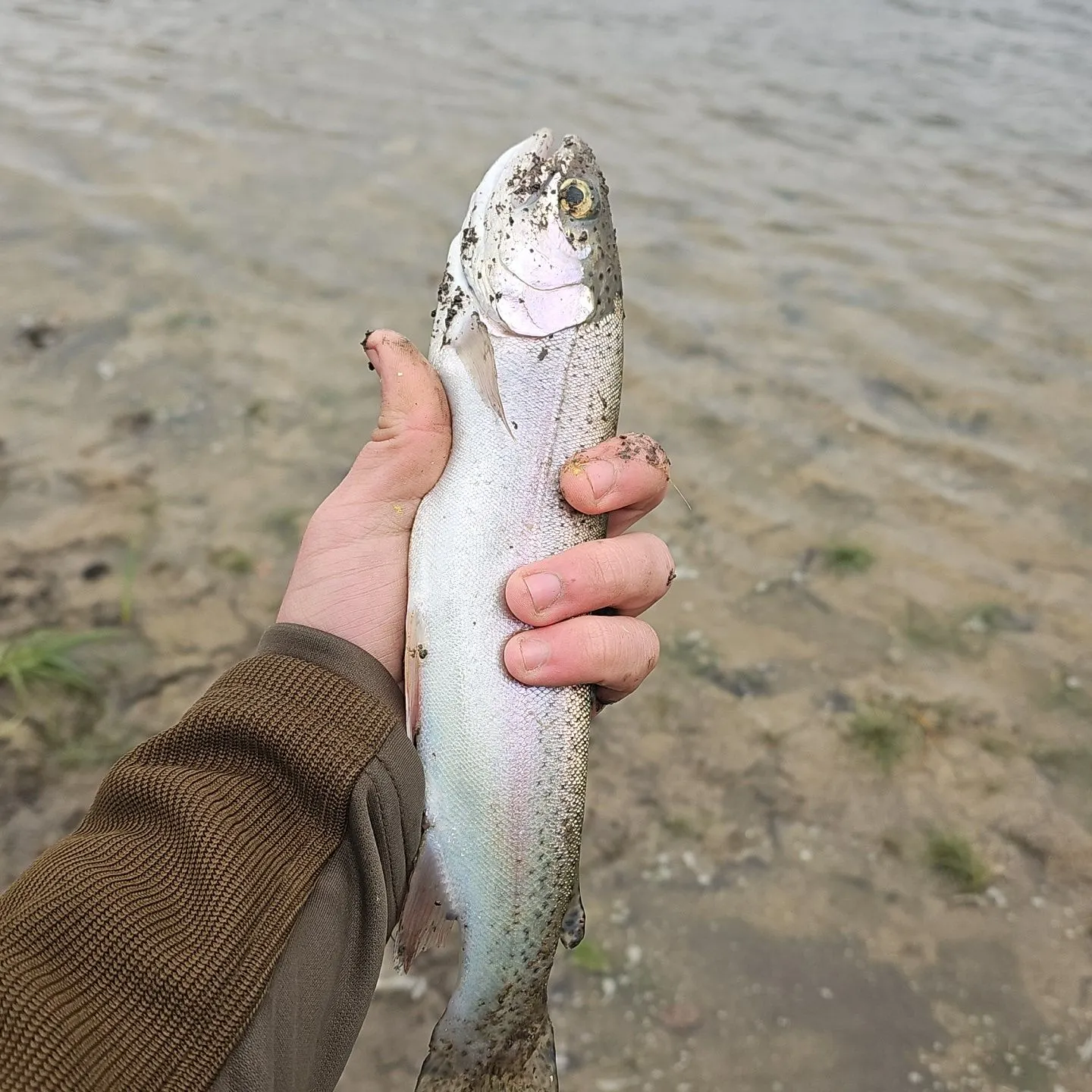 Cutbow caught on Fishbrain