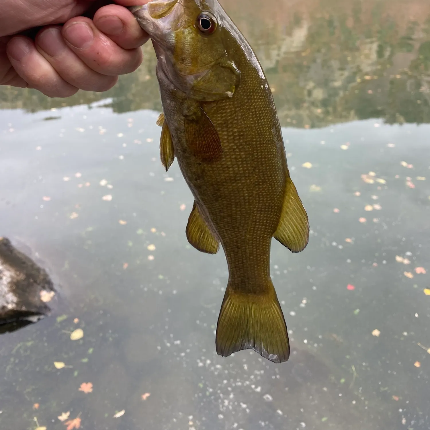 Smallmouth bass caught on Fishbrain
