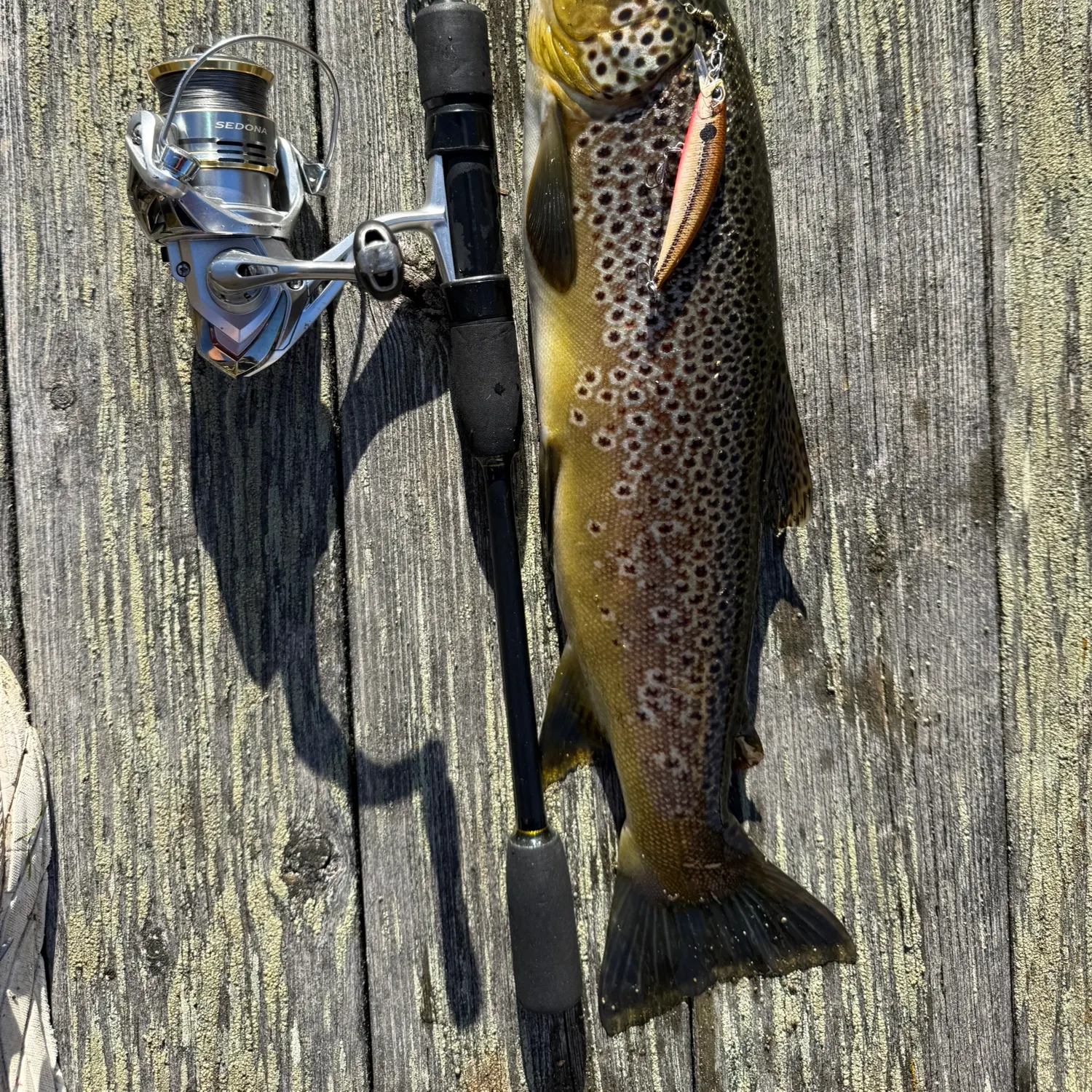 Brown trout caught on Fishbrain
