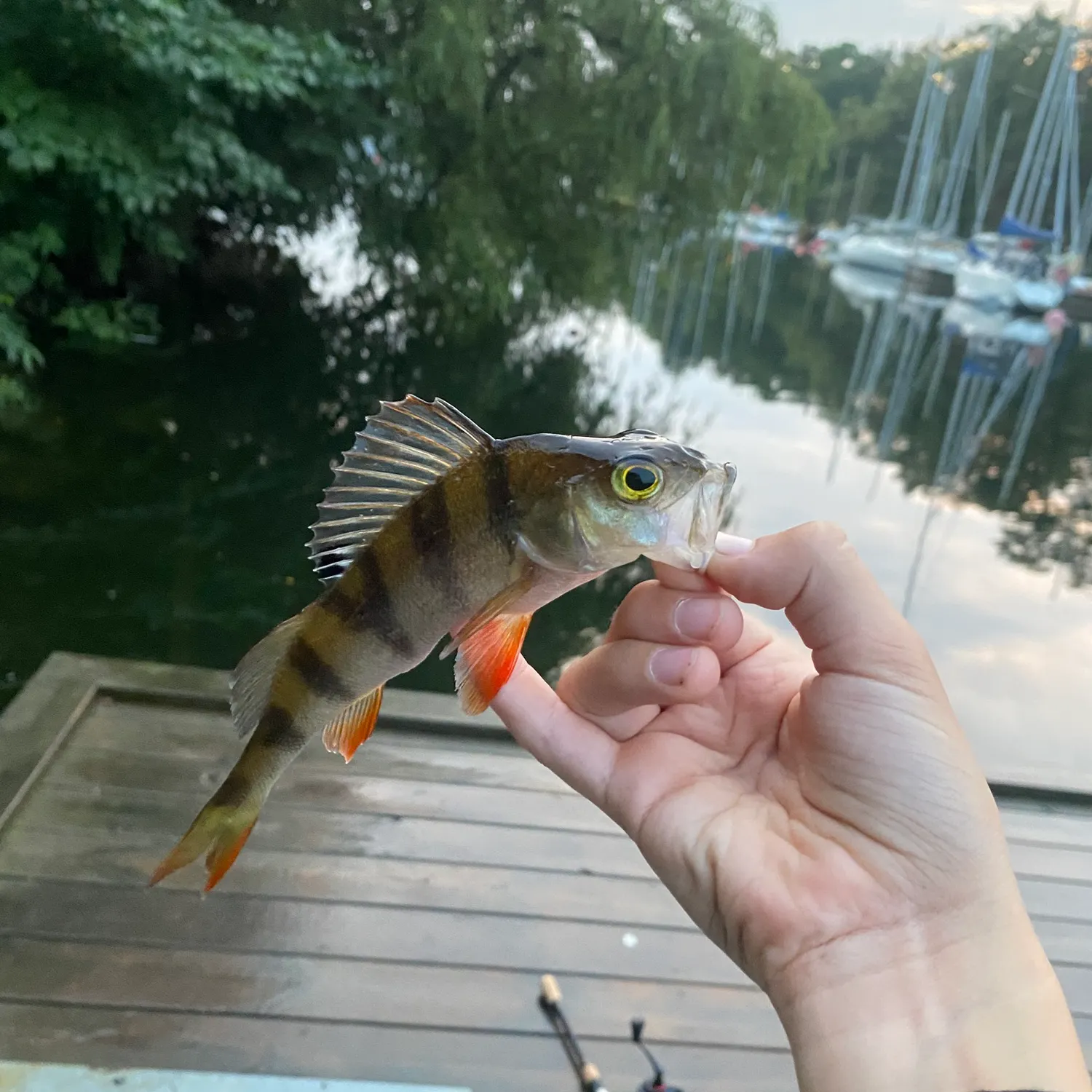 European perch caught on Fishbrain