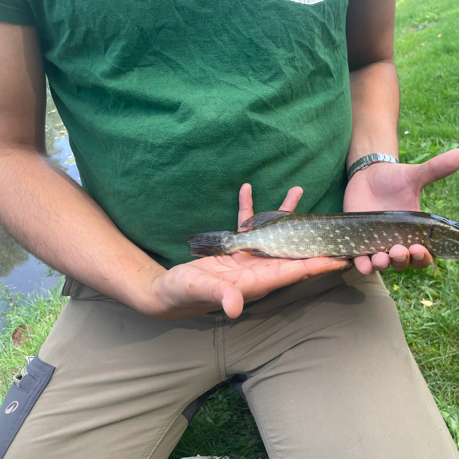 Northern pike caught on Fishbrain