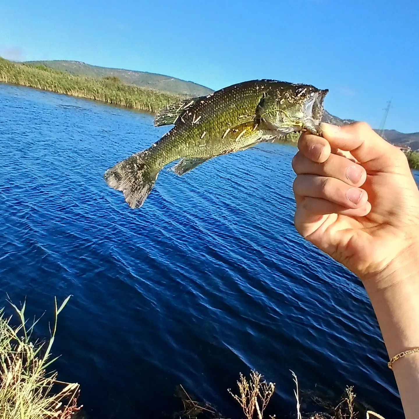 Fish caught on Fishbrain