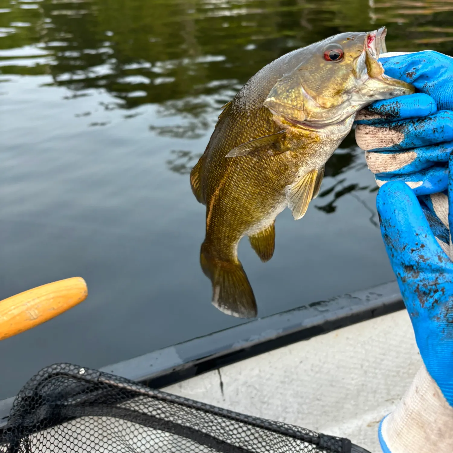 Smallmouth bass caught on Fishbrain