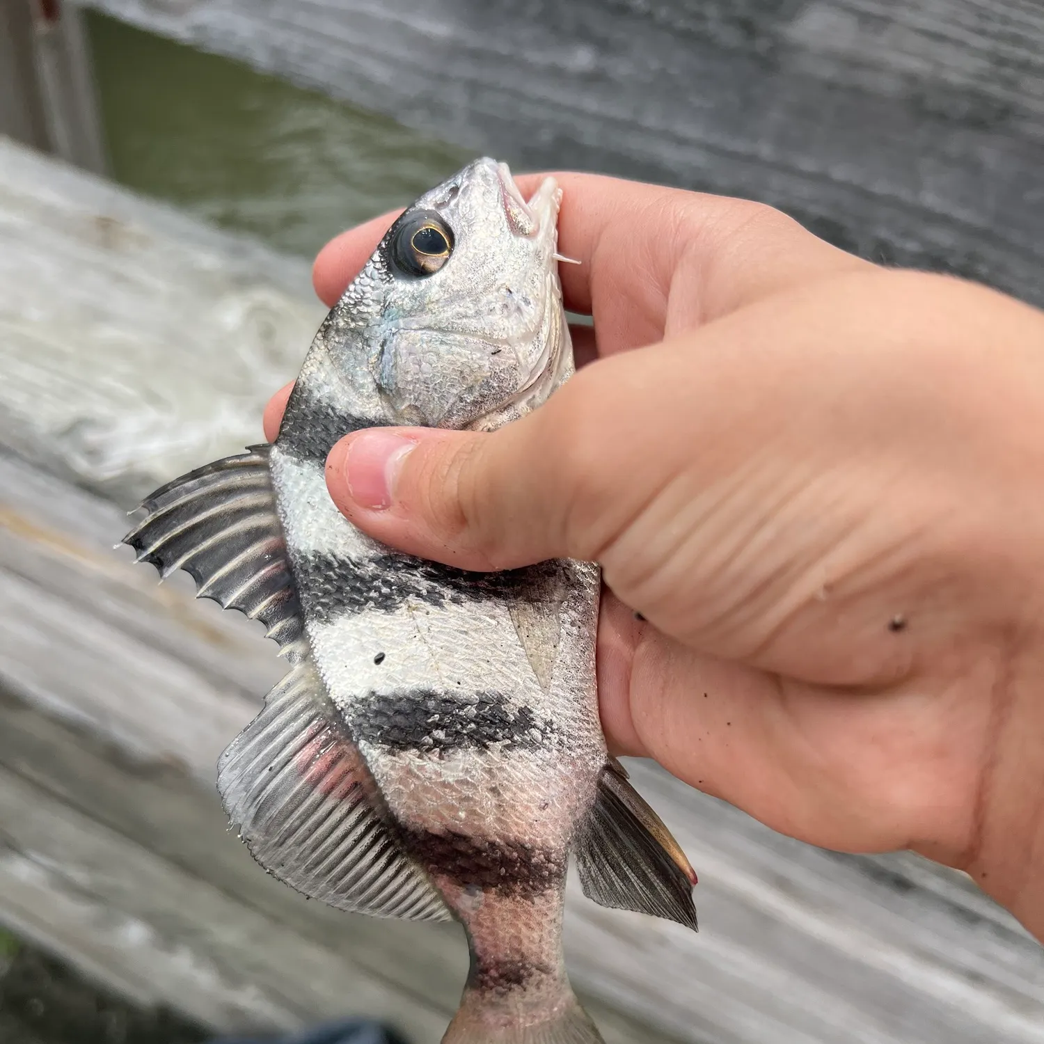 Black drum caught on Fishbrain