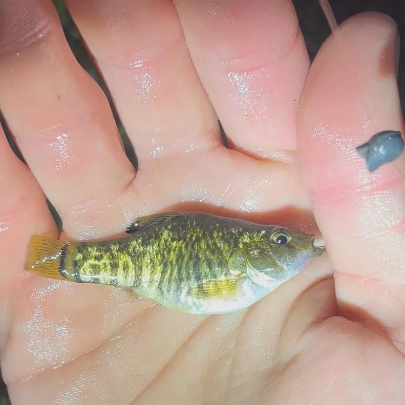 The most recent Sheepshead minnow catches on Fishbrain