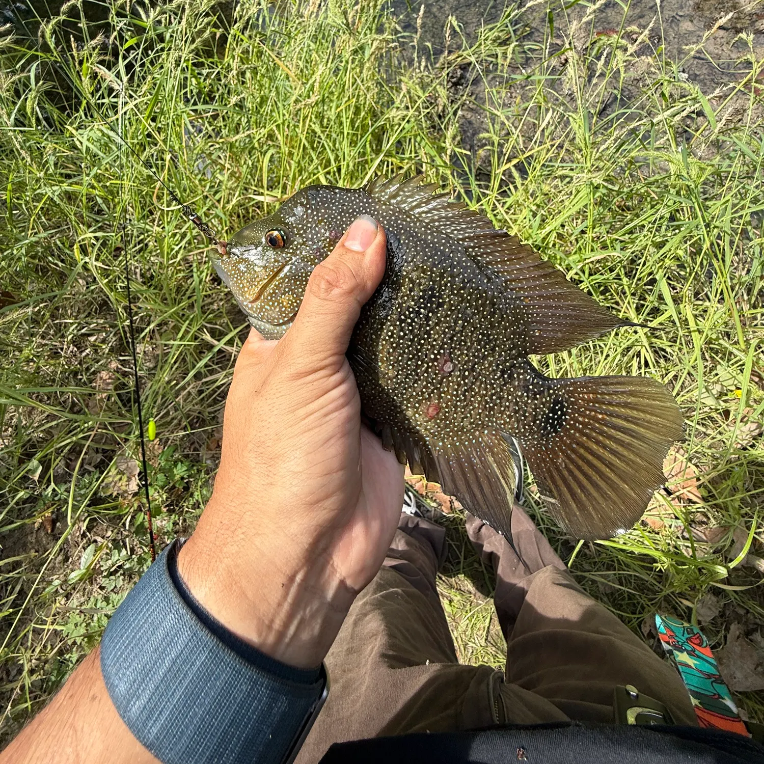 Rio Grande cichlid caught on Fishbrain