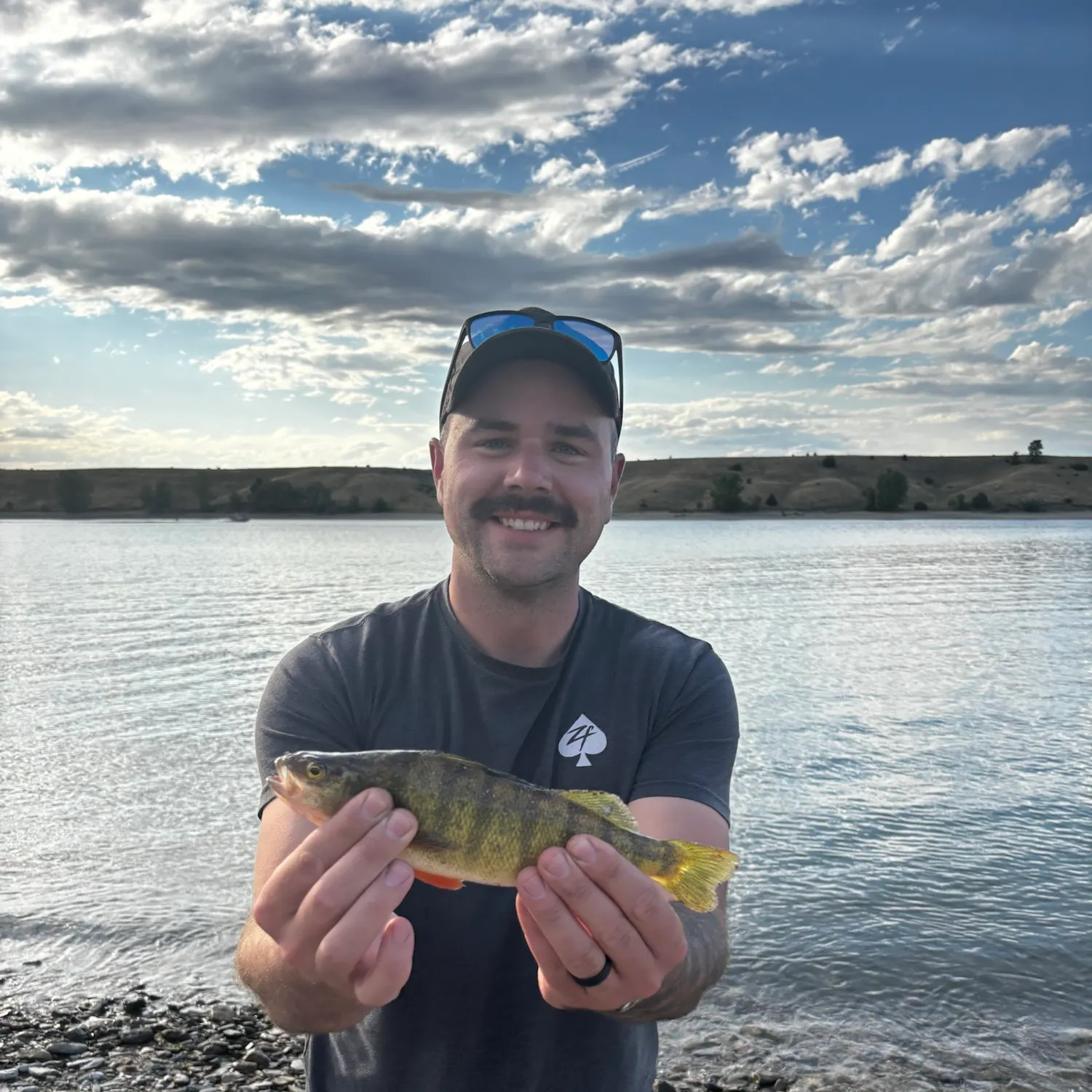 Yellow perch caught on Fishbrain