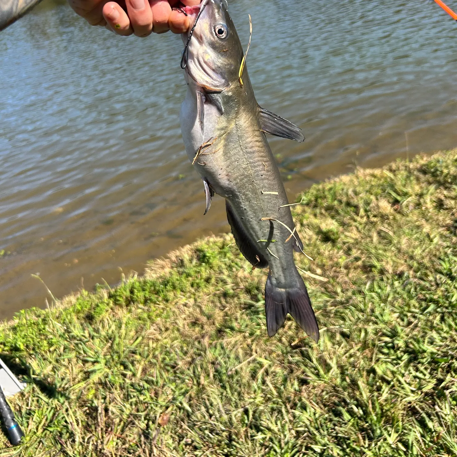 Channel catfish caught on Fishbrain