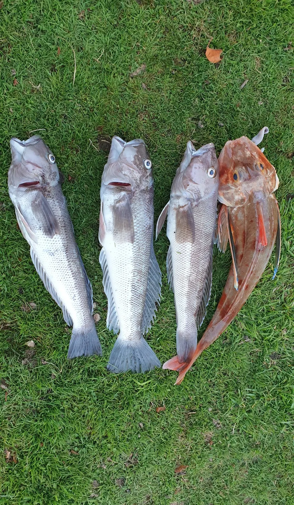 recently logged catches