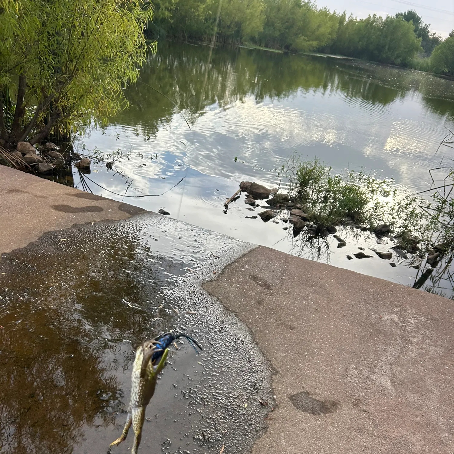 The most recent Hound needlefish catches on Fishbrain