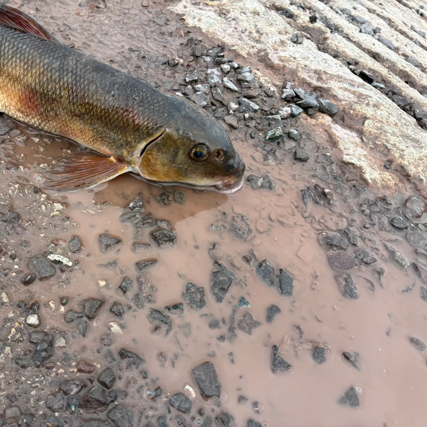 Northern hogsucker caught on Fishbrain