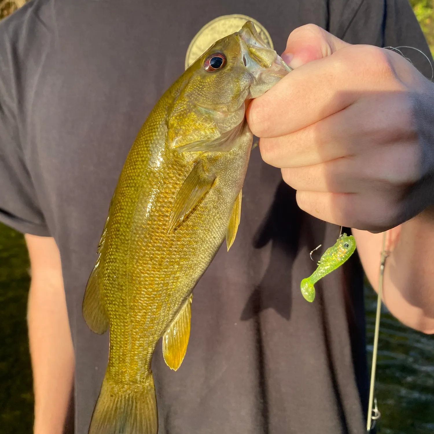 Smallmouth bass caught on Fishbrain
