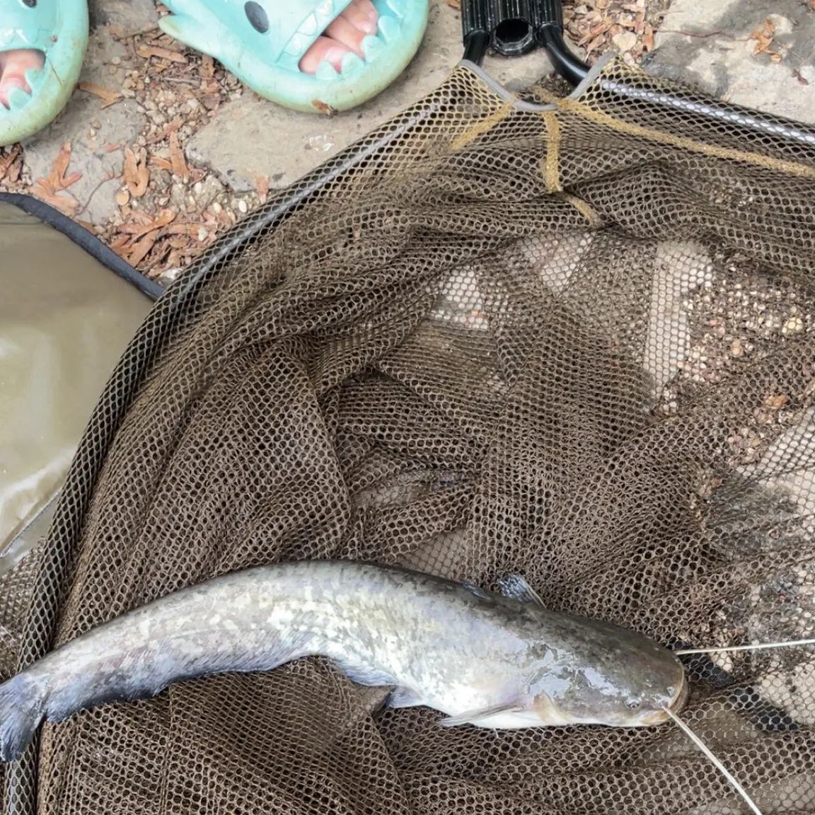 The most recent Wels catfish catches on Fishbrain