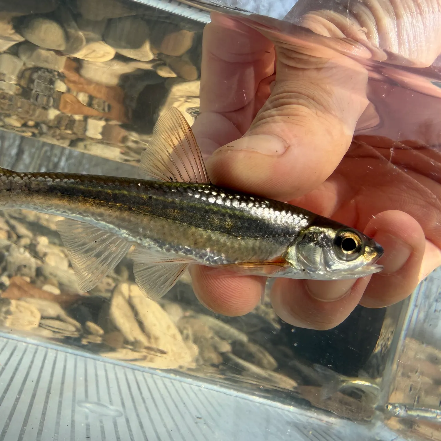 The most recent Warpaint shiner catches on Fishbrain