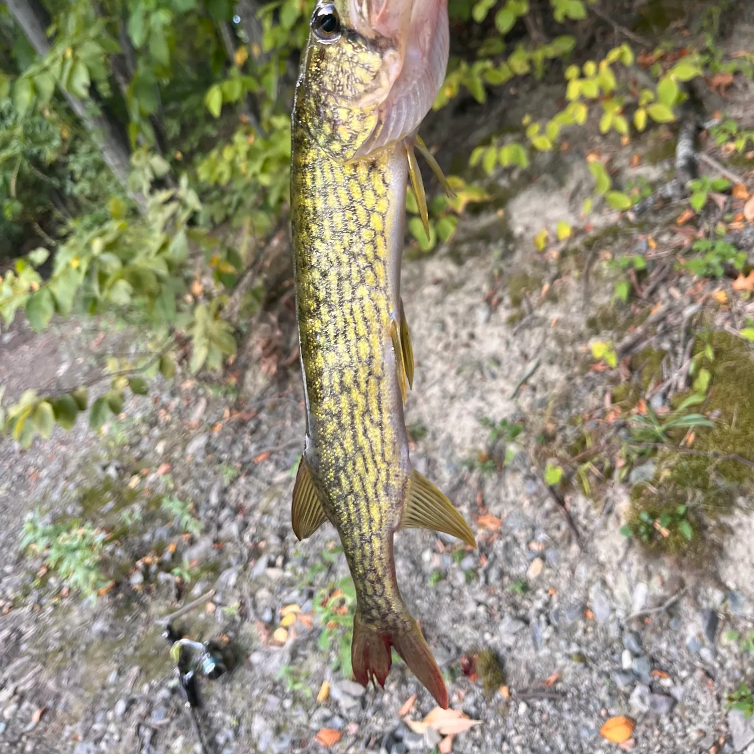 Chain pickerel caught on Fishbrain