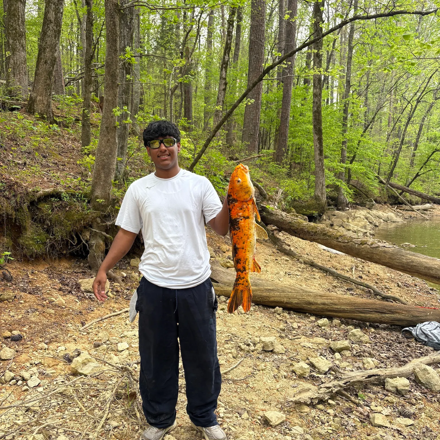 The most recent Koi carp catches on Fishbrain