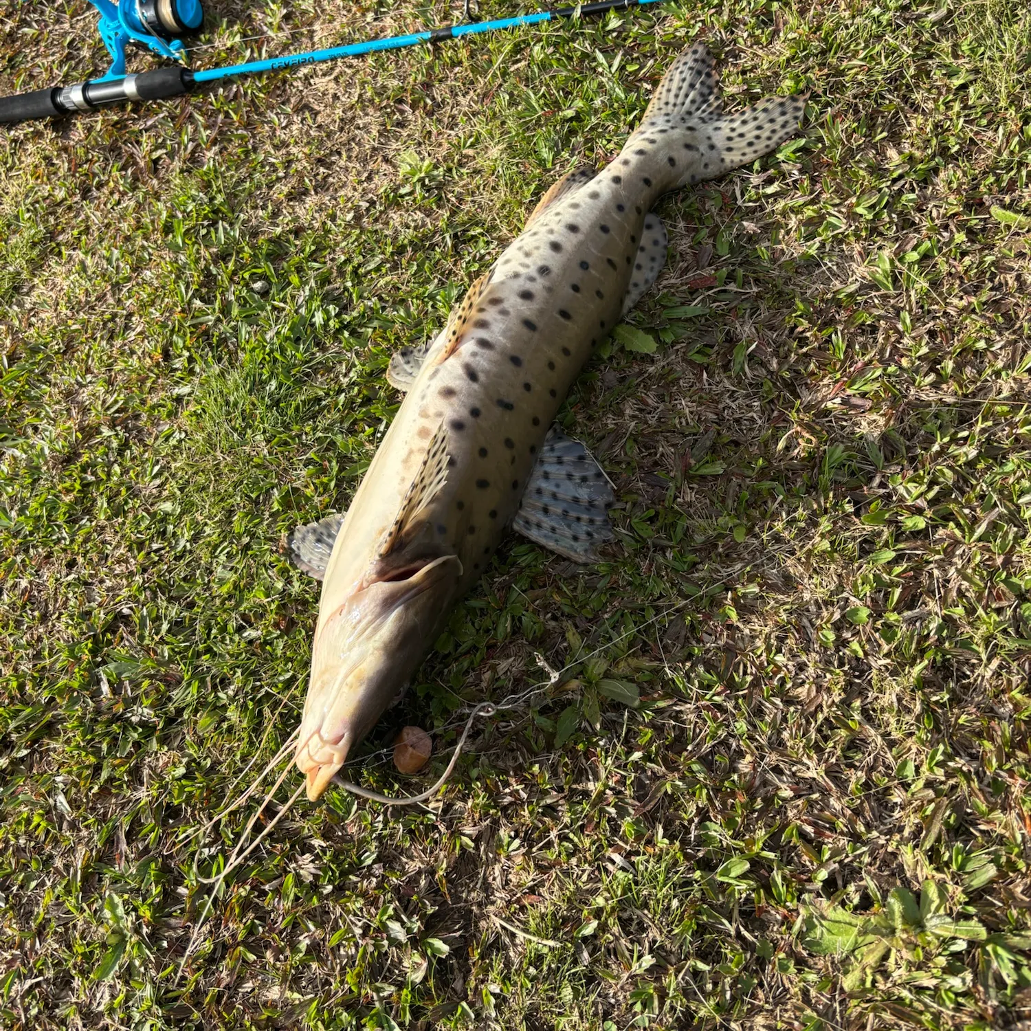 The most recent Spotted sorubim catches on Fishbrain