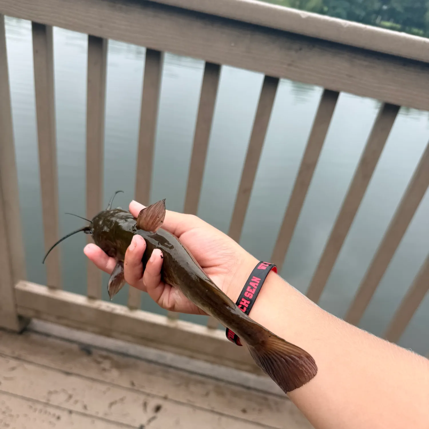 Brown bullhead caught on Fishbrain