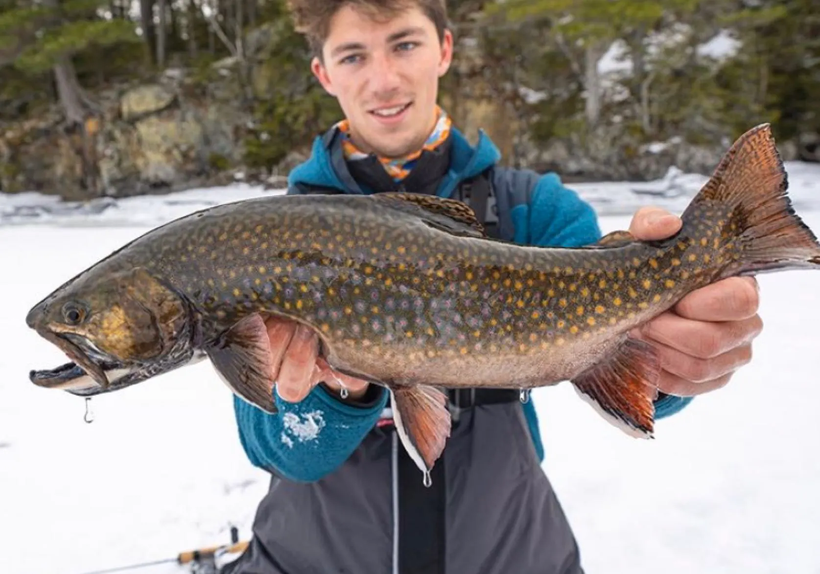 Brook trout