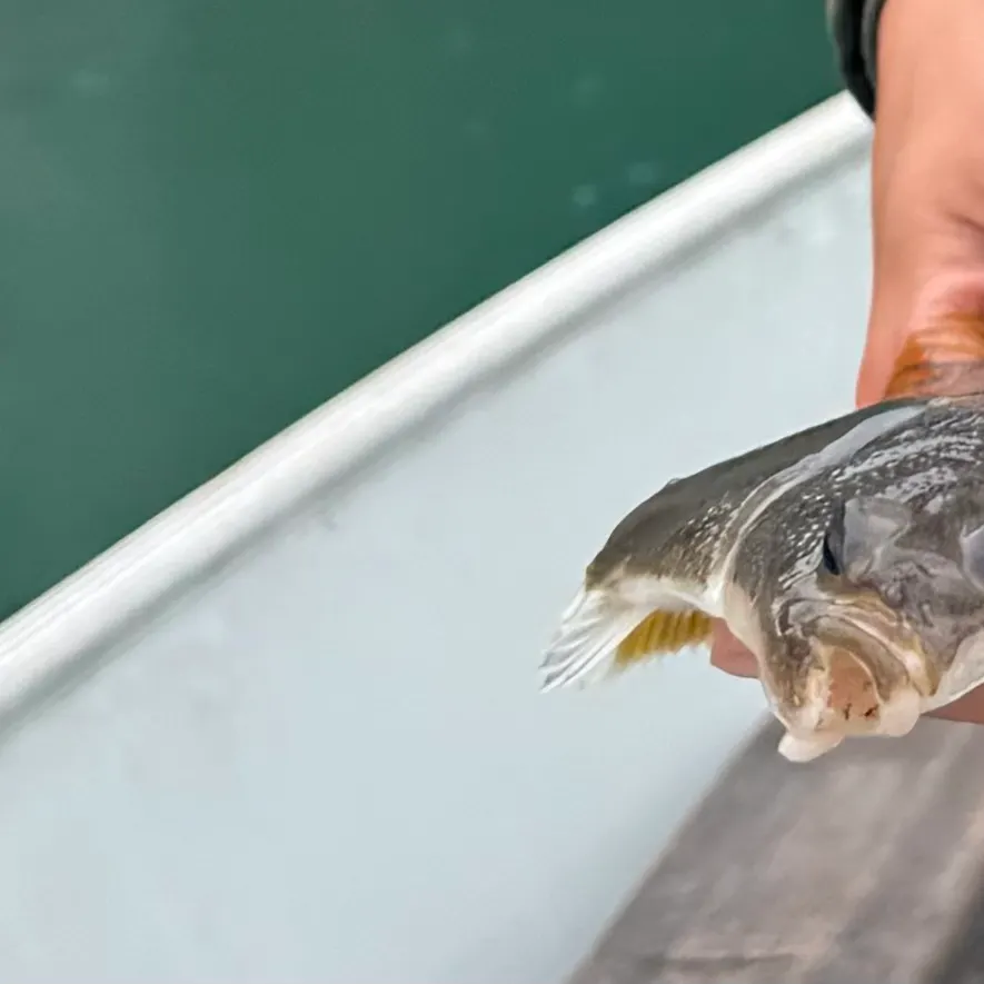 The most recent Yellowfin sole catches on Fishbrain