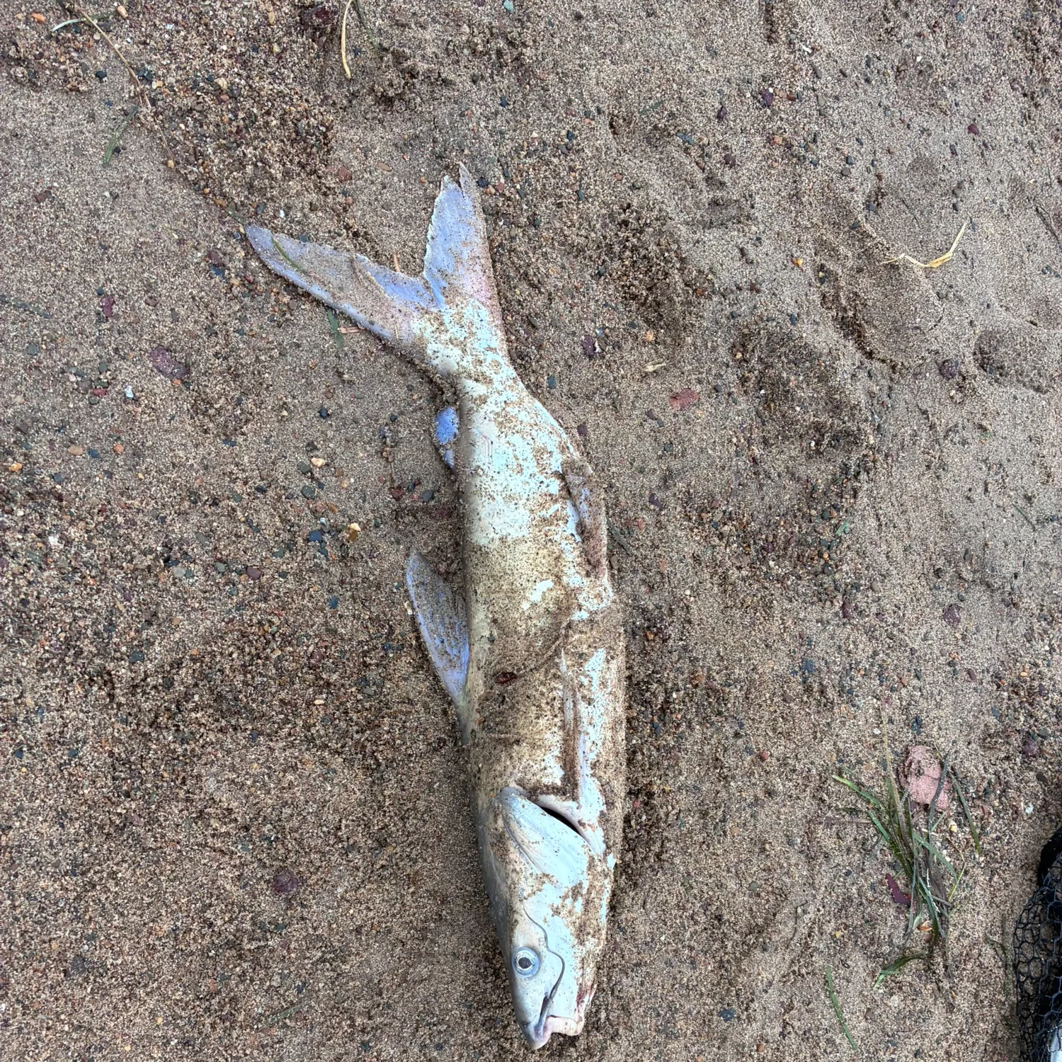 The most recent Hardhead sea catfish catches on Fishbrain