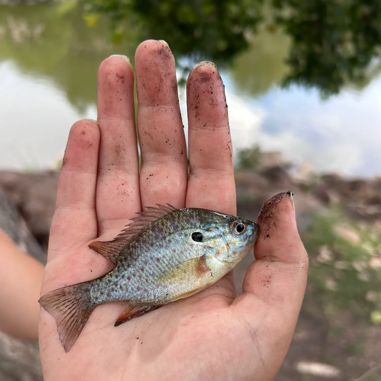 Orangespotted sunfish caught on Fishbrain