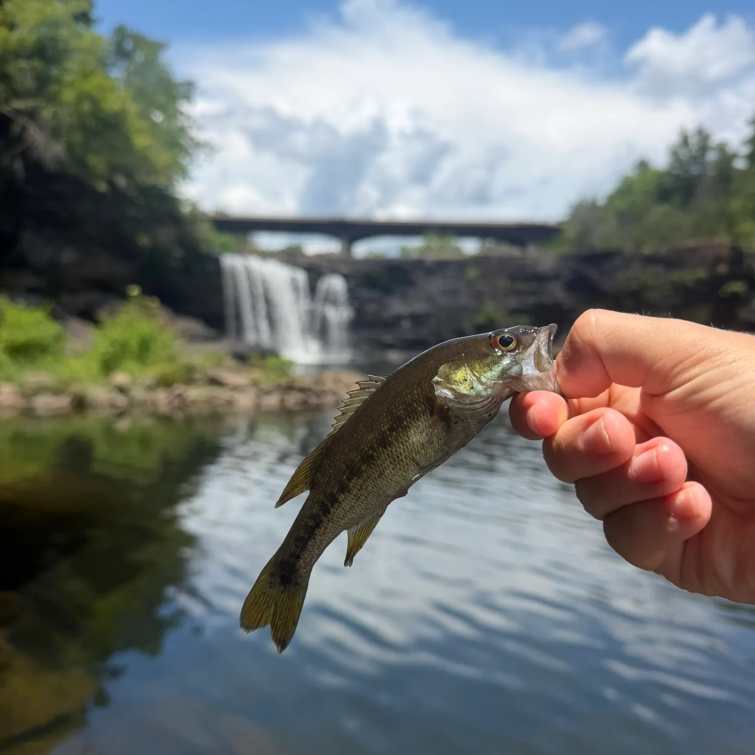 The most recent Redeye bass catches on Fishbrain
