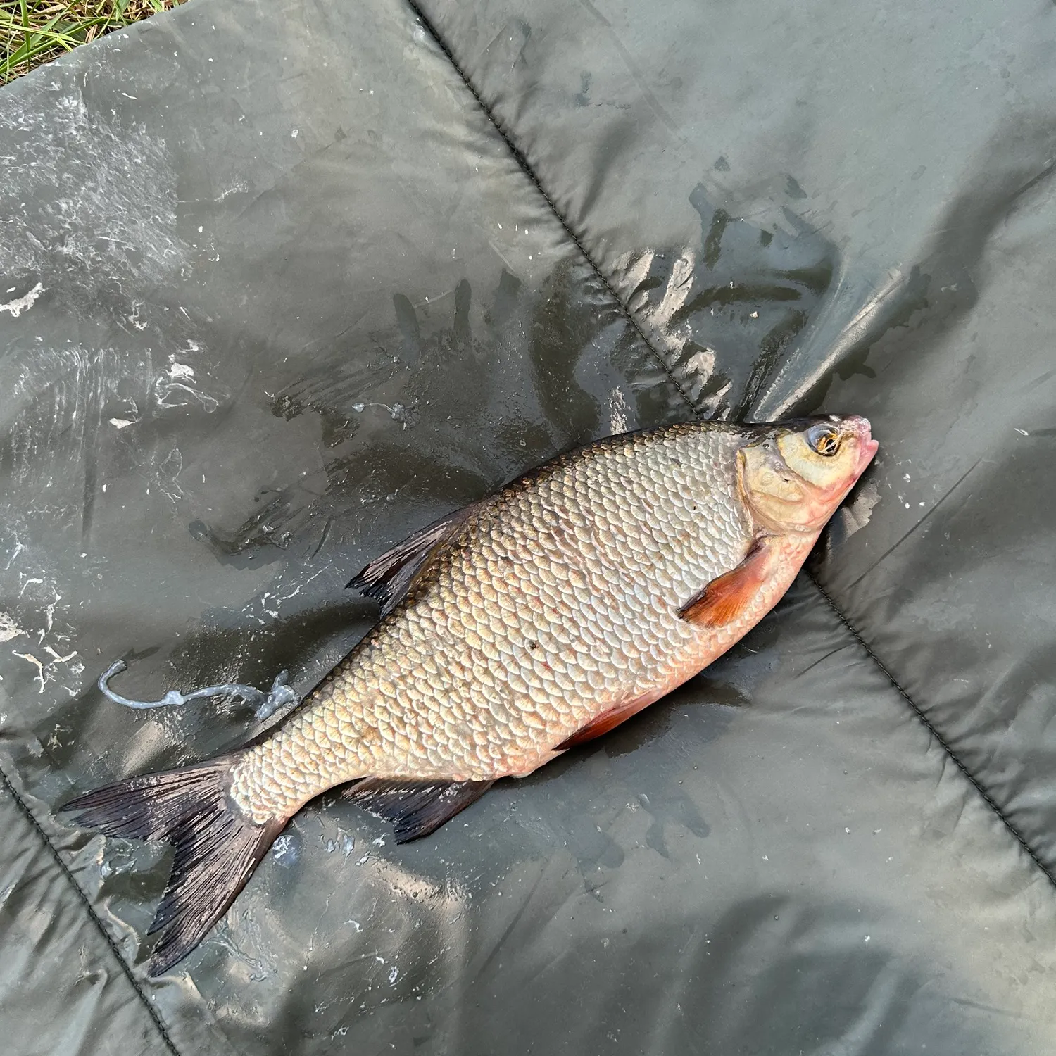 The most recent White bream catches on Fishbrain
